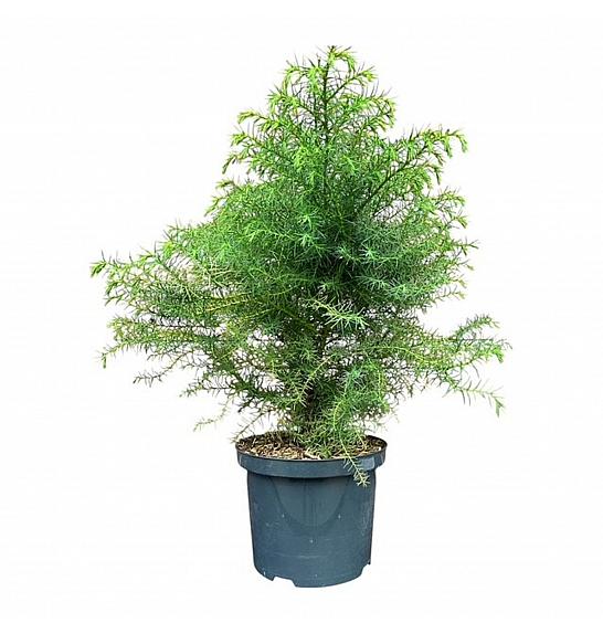 Cryptomeria japonica Elegans Viridis C5 Lit. 50-60 cm