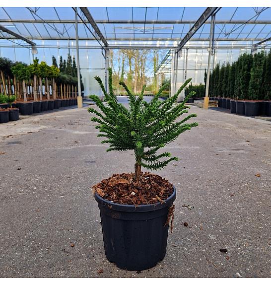 Cryptomeria japonica Dinger C4.5 Lit. 20-30 cm