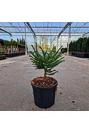 Cryptomeria japonica Dinger C4 Lit. 20-30 cm