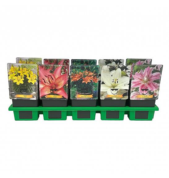 Lilium mix Ø11