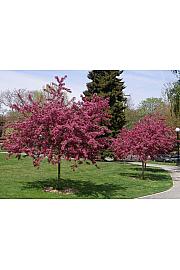 Crataegus laevigata Pauls Scarlet C7.5 Lit. Na stabljici 120 cm