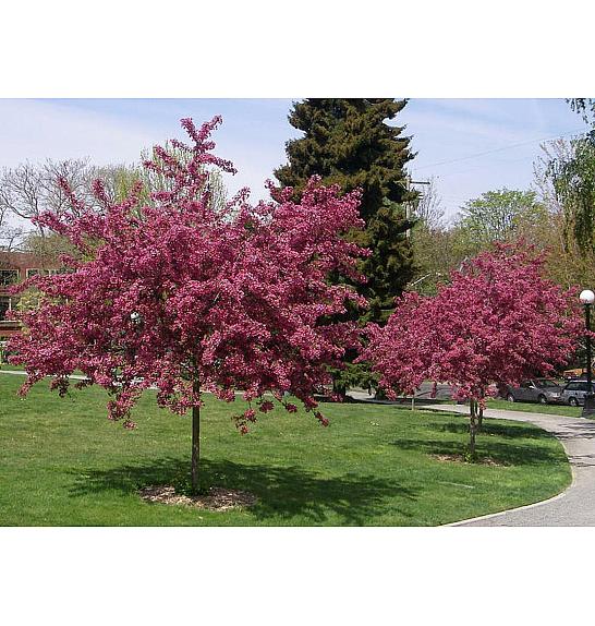 Crataegus laevigata Pauls Scarlet C7.5 Lit. Na stabljici 120 cm