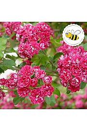 Crataegus laevigata Pauls Scarlet C7.5 Lit. 80-100 cm