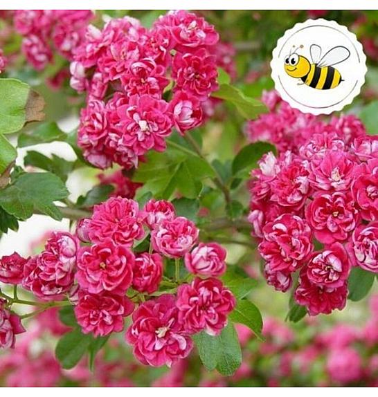 Crataegus laevigata Pauls Scarlet C7.5 Lit. 80-100 cm