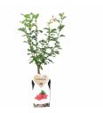 Crataegus laevigata Pauls scarlet C5 Lit. 60-80 cm