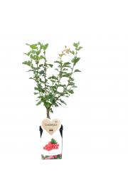 Crataegus laevigata Pauls scarlet C5 Lit. 60-80 cm
