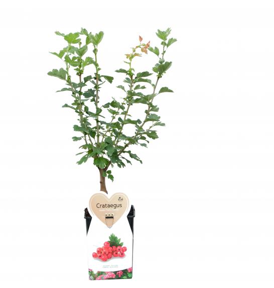 Crataegus laevigata Pauls scarlet C5 Lit. 60-80 cm
