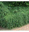 Cotoneaster dammeri Coral Beauty Ø9