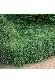 Cotoneaster dammeri Coral Beauty Ø9