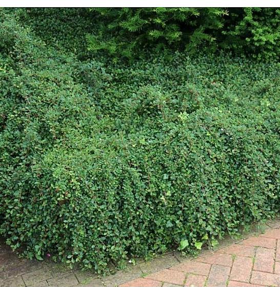 Cotoneaster dammeri Coral Beauty Ø9