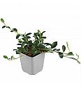 Cotoneaster dammeri Ø9