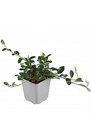 Cotoneaster dammeri Ø9
