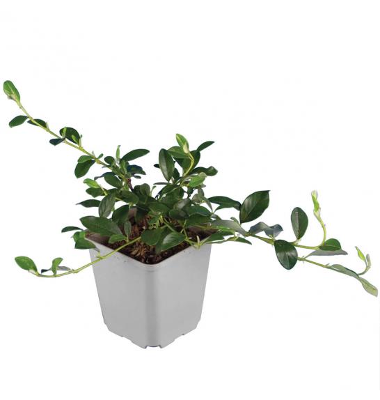 Cotoneaster dammeri Ø9