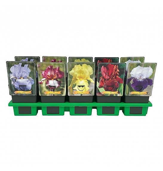 Iris germanica mix Ø11