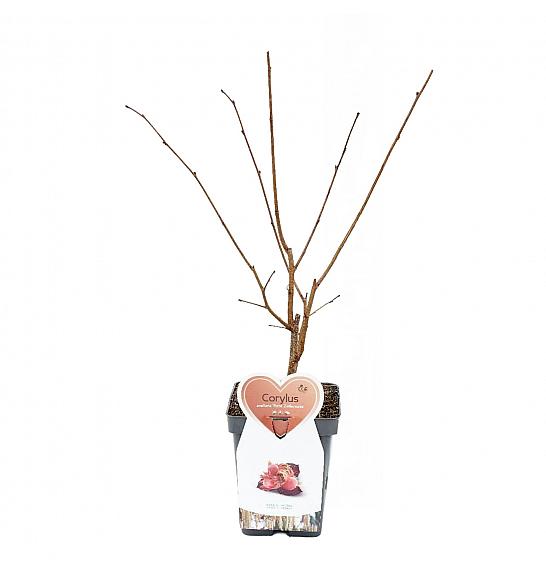 Corylus avellana Red zellernus C5 Lit. 40-60 cm