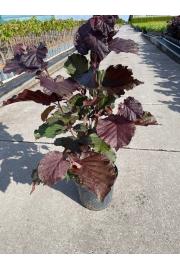 Corylus avellana Red zellernus C5 Lit. 40-60 cm