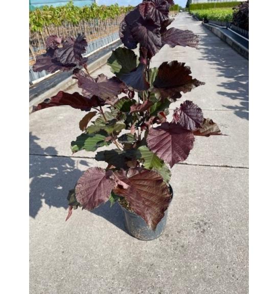 Corylus avellana Red zellernus C5 Lit. 40-60 cm