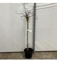 Corylus avelana Scooter C10 Lit. Na steblu 100 cm