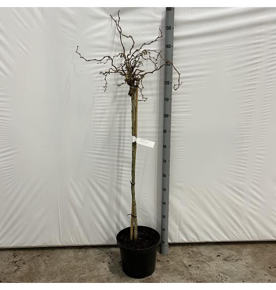 Corylus avelana Scooter C10 Lit. Na steblu 100 cm