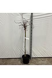 Corylus avelana Skuter C10 Lit. Na stabljici 100 cm