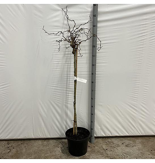 Corylus avelana Skuter C10 Lit. Na stabljici 100 cm