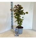 Corylus avelana Red Majestic C7,5 Lit. 80-100 cm