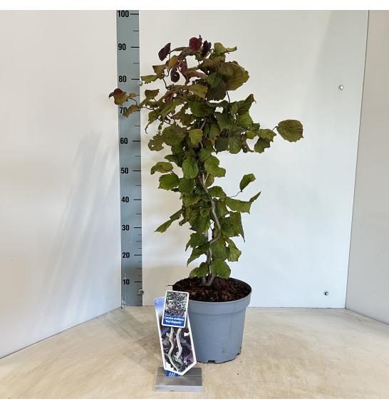 Corylus avelana Red Majestic C7,5 Lit. 60-80 cm
