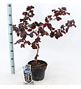 Corylus avelana Red Majestic C10 Lit. Na stabljici 100 cm