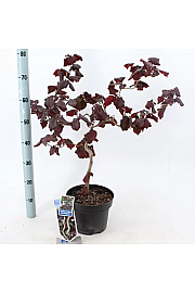 Corylus avelana Red Majestic C10 Lit. Na stabljici 100 cm