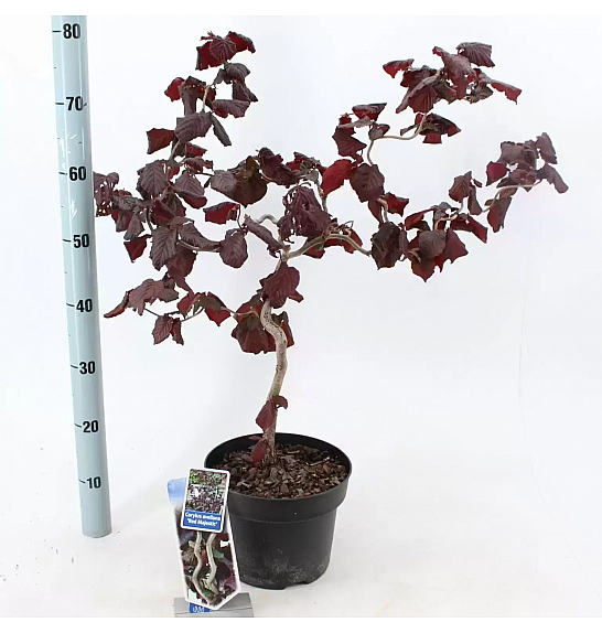 Corylus avelana Red Majestic C10 Lit. Na stabljici 100 cm