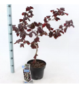Corylus avelana Red Majestic C10 Lit. Na steblu 100 cm