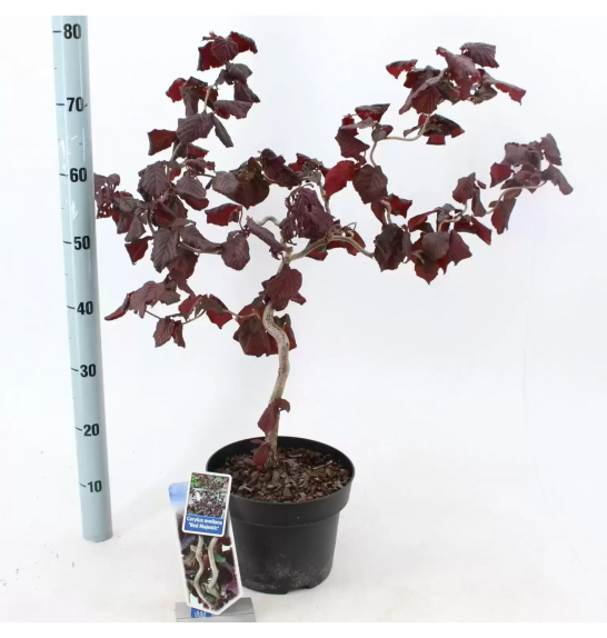Corylus avelana Red Majestic C10 Lit. Na steblu 100 cm