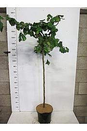 Corylus avelana Contorta C10 Lit. Na stabljici 100 cm