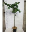 Corylus avelana Contorta C10 Lit. Na steblu 100 cm
