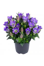 Trajnice Gentiana scabra Ø12