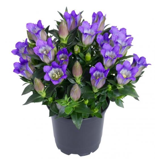 Trajnice Gentiana scabra Ø12