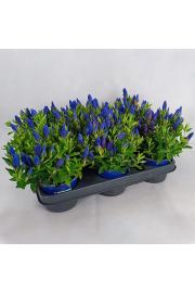 Trajnice Gentiana scabra Ø10,5