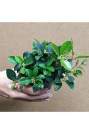 Gaultheria procumbens Ø9