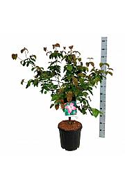 Cornus kousa Satomi C15 Lit. 100-125 cm
