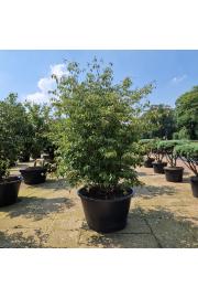 Cornus kousa chinensis C500 Lit. 200-250 cm