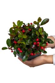 Trajnice Gaultheria procumbens Ø12