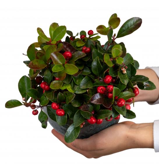 Trajnice Gaultheria procumbens Ø12