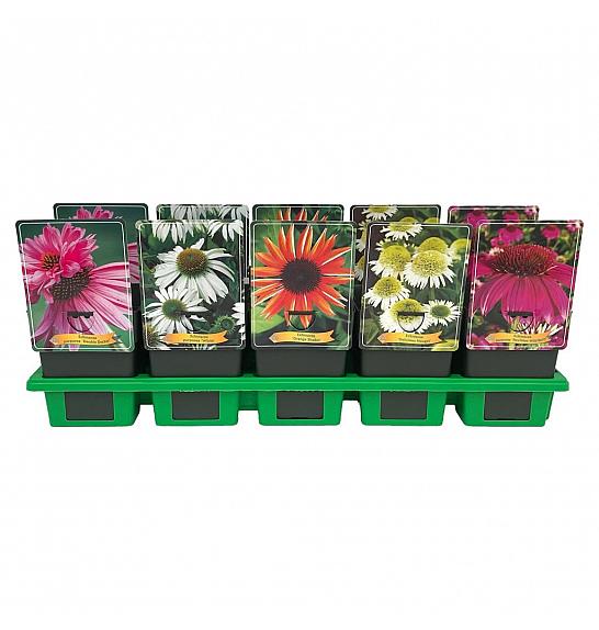 Echinacea mix Ø11