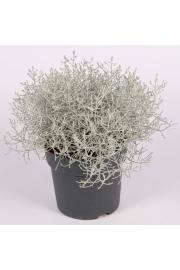 Trajnice Calocephalus brownii Silver Ø13
