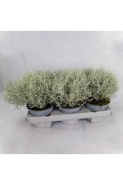 Trajnice Calocephalus brownii Silver Ø12