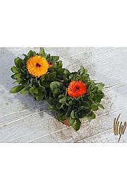 Trajnice Calendula Ø14