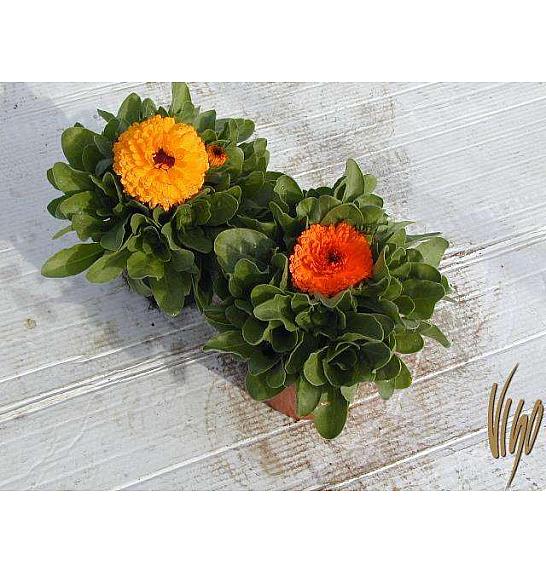 Trajnice Calendula Ø14