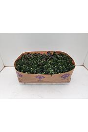 Trajnice Aster Novi Belgii Ø10,5 mix