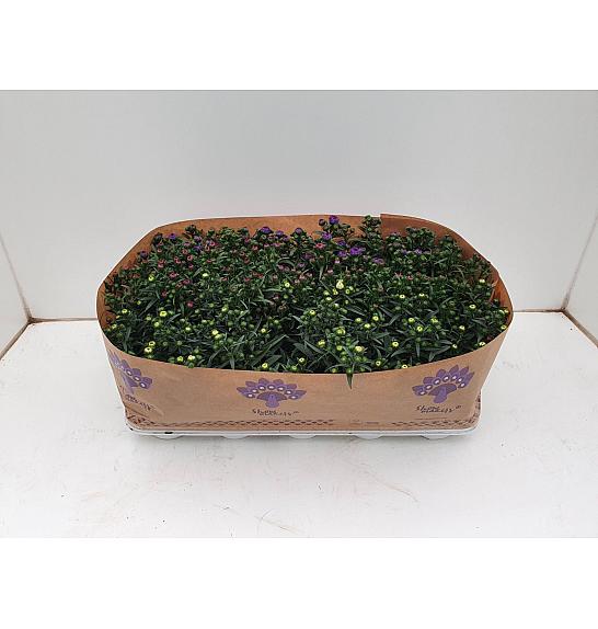 Trajnice Aster Novi Belgii Ø10,5 mix