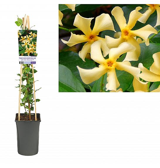 Trachelospermum jasminoides Star of Toscane PBR C2,5 Lit. 40-60 cm